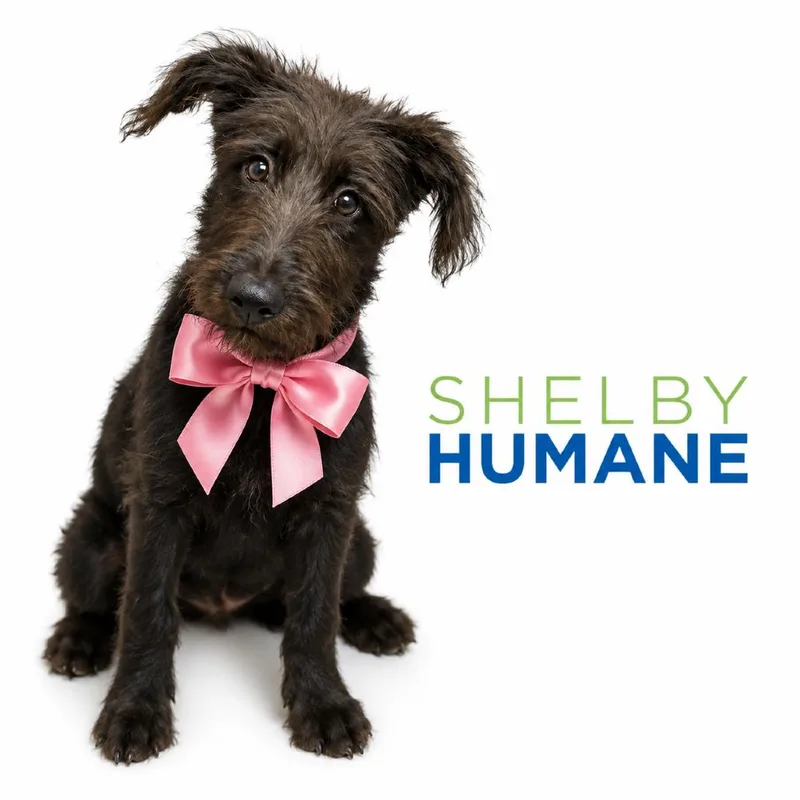 A baby medium-sized female Black Mixed Breed dog named Zara for adoption in Columbiana, AL