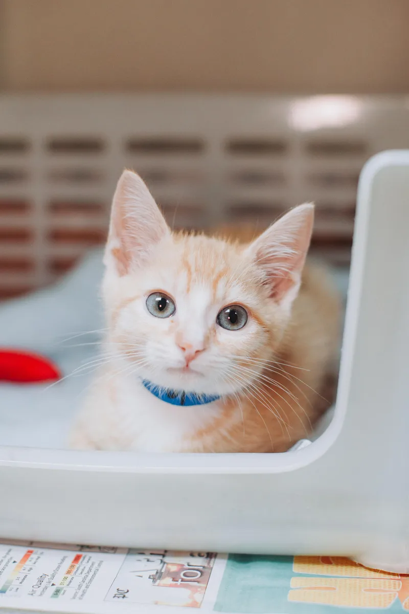 A young small-sized male Domestic Medium Hair cat named A Beanspetco North Charleston for adoption in North Charleston, SC