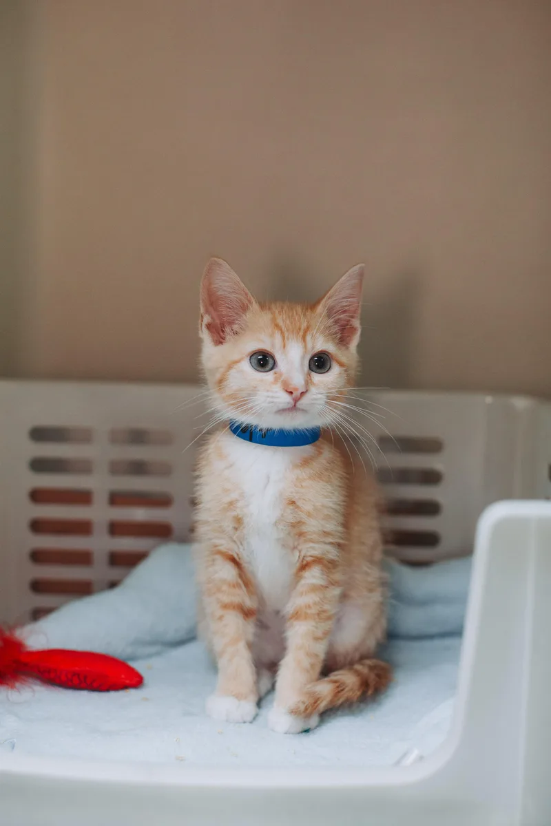 A Beanspetco North Charleston thumbnail 3