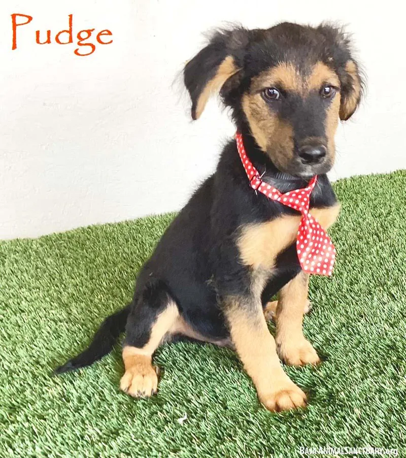 A baby medium-sized male Black German Shepherd Dog dog named Pudge for adoption in San Diego, CA