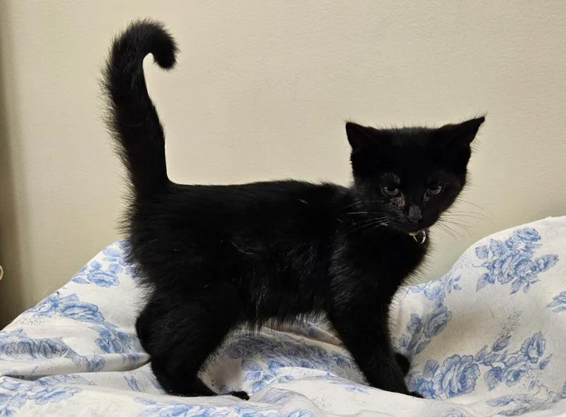 A baby small-sized male Domestic Medium Hair cat named Linus for adoption in Fremont, OH