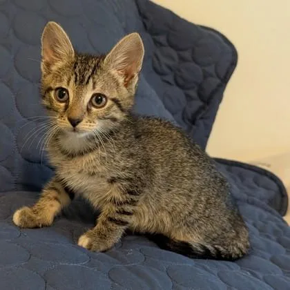 A baby small-sized female Domestic Short Hair cat named Herza for adoption in Savannah, GA