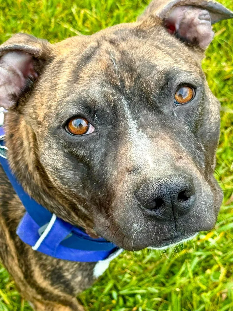 A young medium-sized male Boxer dog named Twig for adoption in Livonia, MI