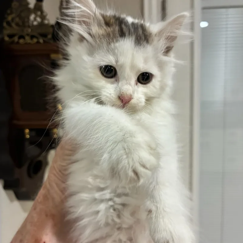 A baby medium-sized female Domestic Long Hair cat named Cornelia for adoption in Gainesville, VA
