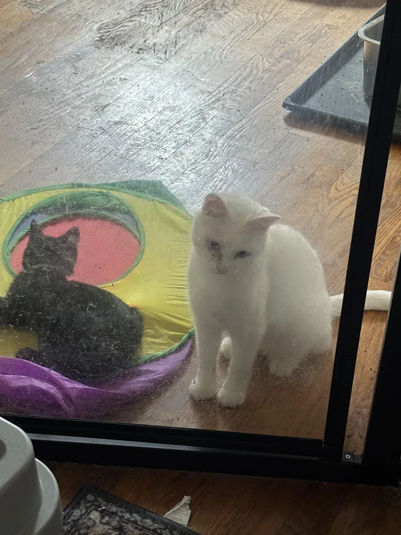 An adult large-sized male Domestic Short Hair cat named Frank for adoption in Bethel Park, PA