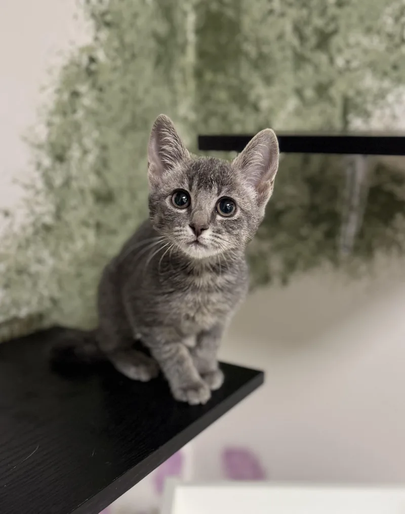 A young medium-sized female Tabby (Gray / Blue / Silver) Domestic Short Hair cat named Pollie for adoption in Eagle, CO
