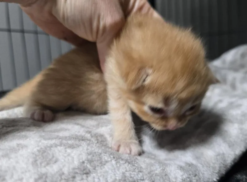 A baby small-sized male Orange / Red Domestic Medium Hair cat named Link for adoption in Dickson, TN