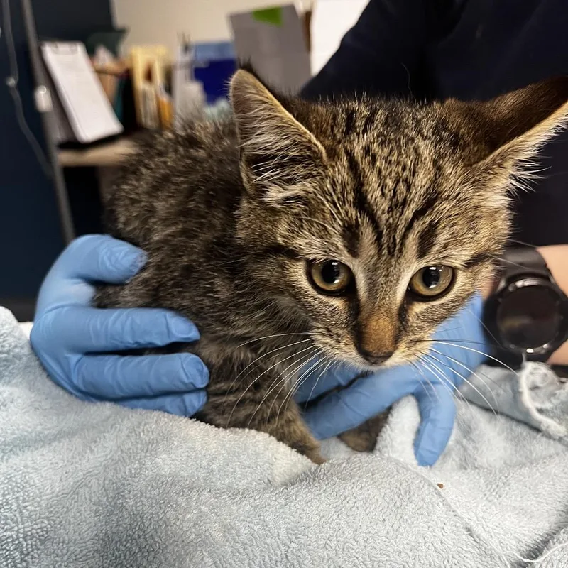 A baby small-sized female Gray / Blue / Silver Domestic Short Hair cat named Cannoli for adoption in Vineland, NJ