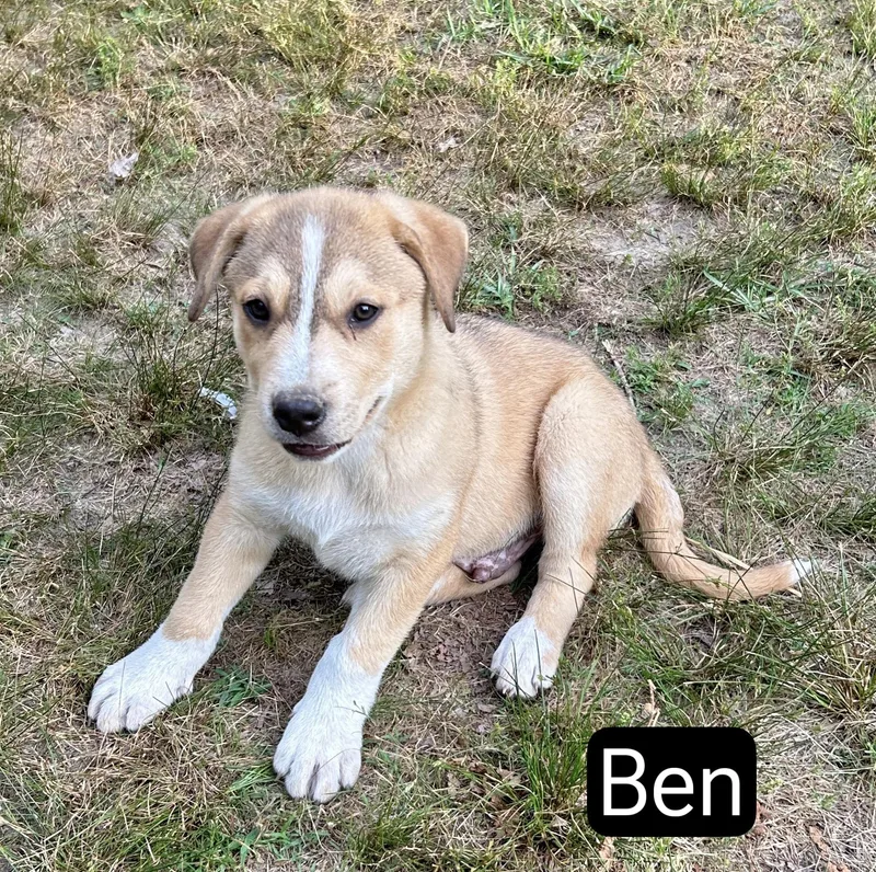 Ben