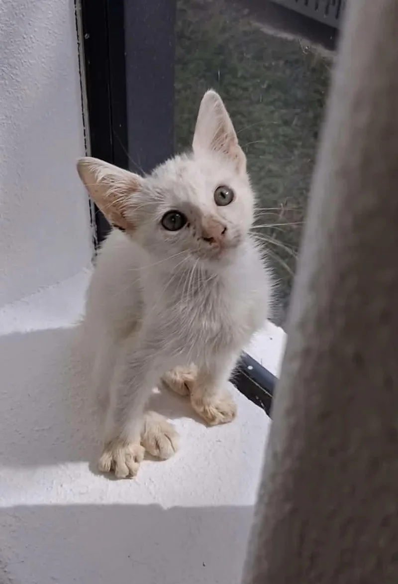 A baby medium-sized male American Bobtail cat named Whitey for adoption in Gainesville, VA