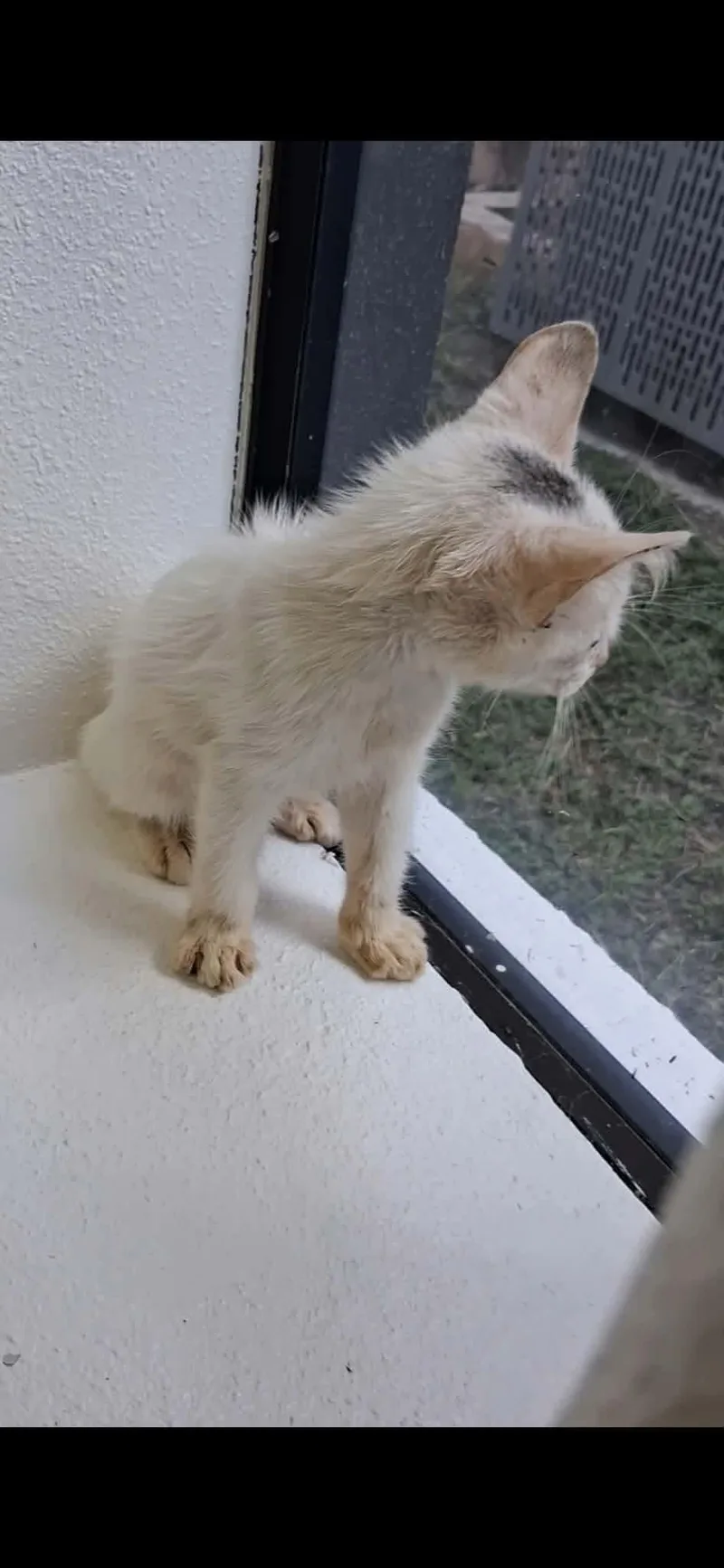 Whitey thumbnail 2