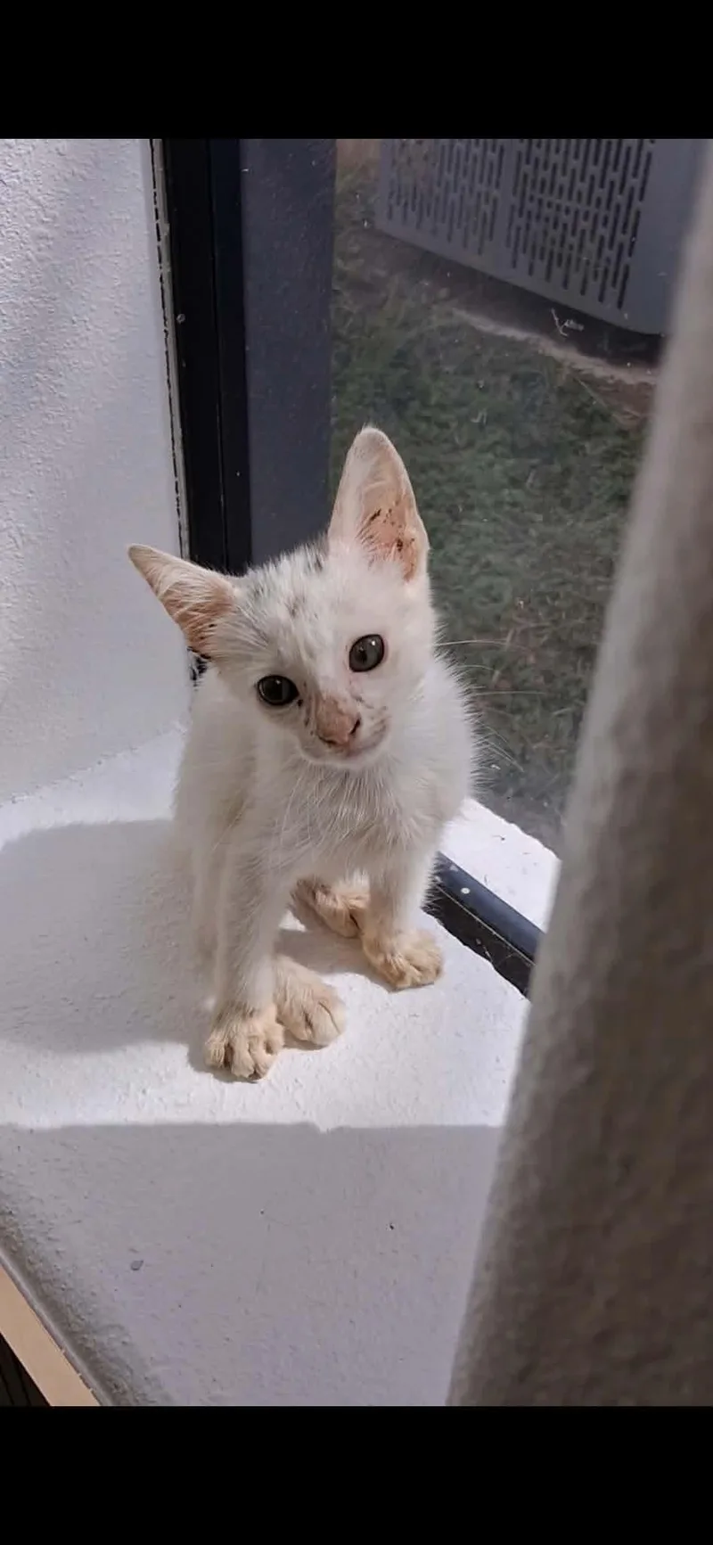 Whitey thumbnail 3
