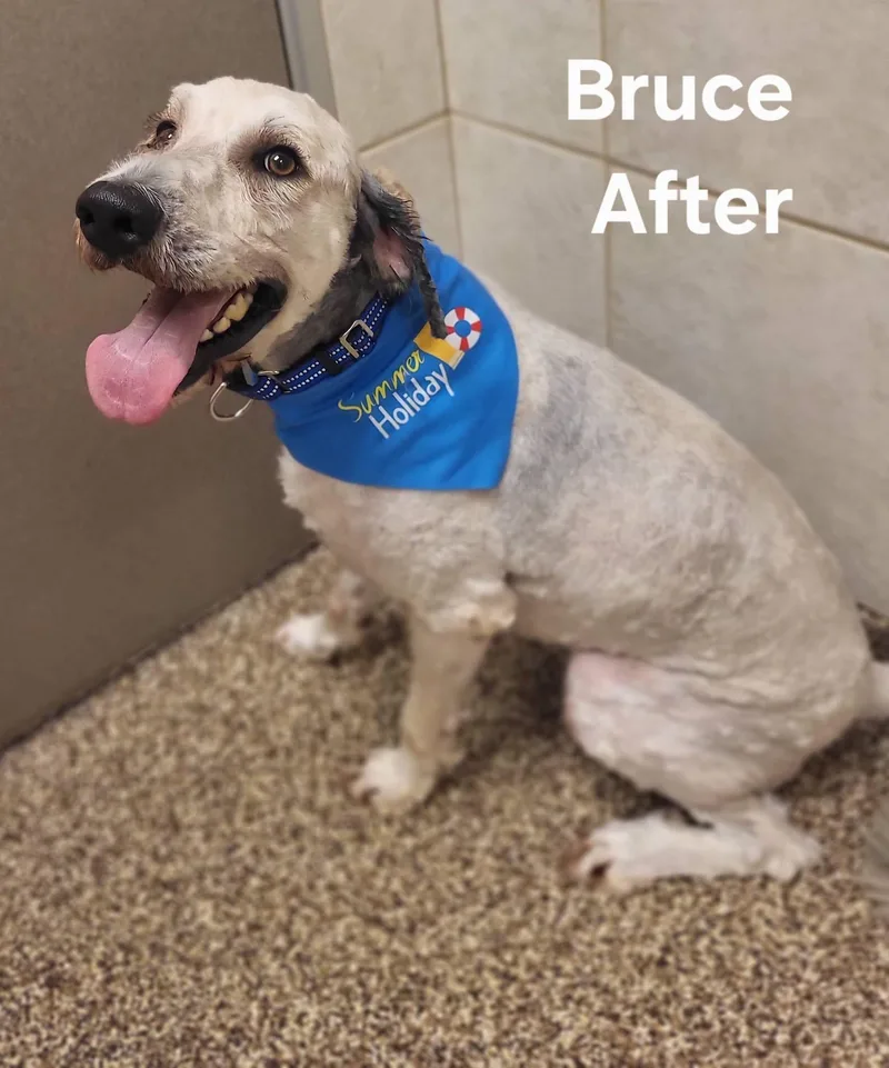 A young large-sized male Apricot / Beige Sheepadoodle dog named Bruce for adoption in Salisbury, NC