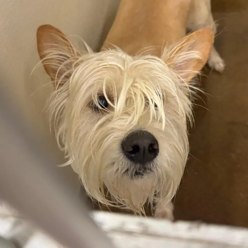 An adult medium-sized female Yellow / Tan / Blond / Fawn Terrier dog named Kiwi for adoption in Livingston, TX