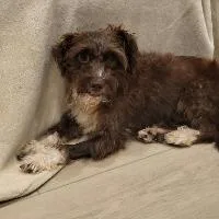An adult small-sized male Terrier dog named Milo for adoption in Monticello, NY