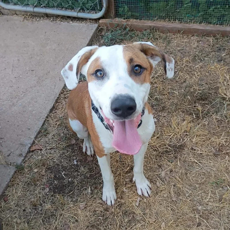 A young medium-sized male Yellow / Tan / Blond / Fawn Mixed Breed dog named Chester for adoption in Duncan, OK