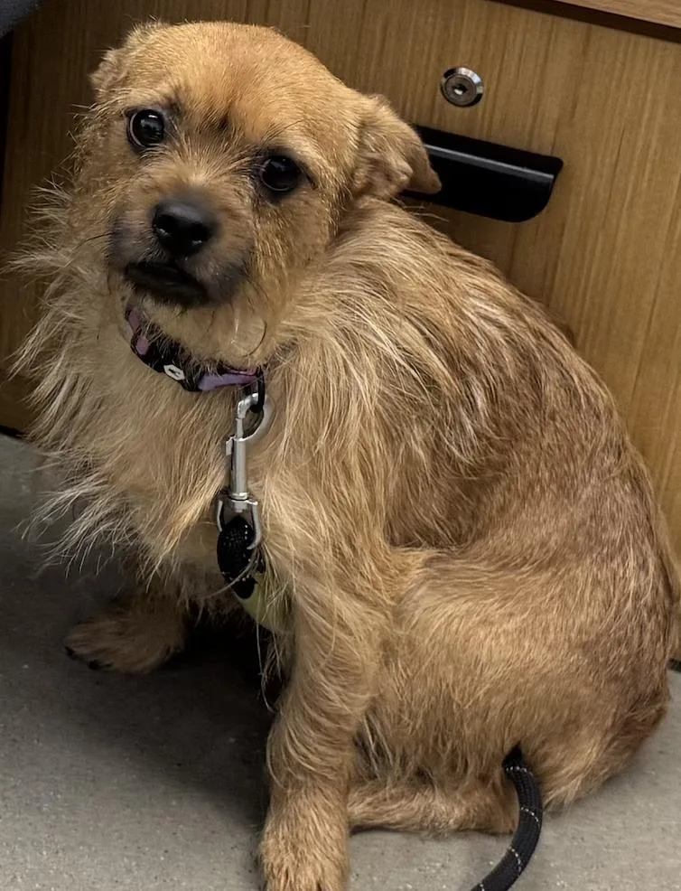 A young small-sized male Border Terrier dog named Rufus for adoption in Decatur, GA