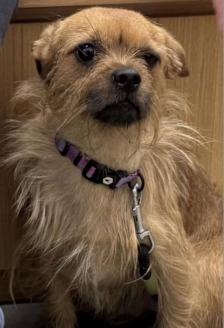 Rufus thumbnail 2