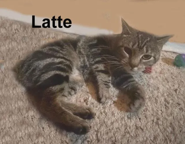 An adult medium-sized female Gray / Blue / Silver Domestic Short Hair cat named Latte Feis. for adoption in Stowe, PA