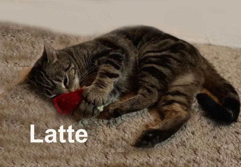Latte Feis. thumbnail 2