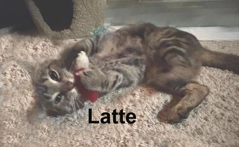 Latte Feis. thumbnail 3