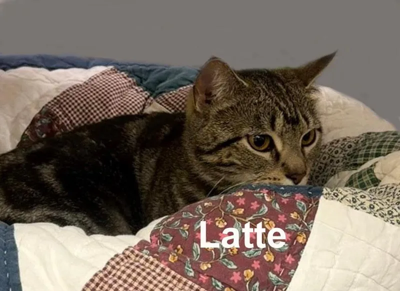 Latte Feis. thumbnail 4