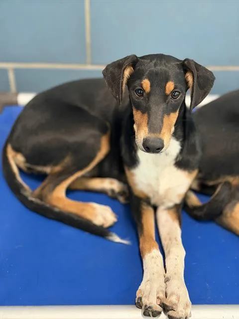 A young large-sized female Mixed Breed dog named Akasha for adoption in Dallas, TX
