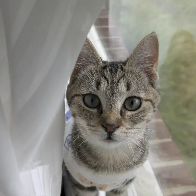 A baby small-sized female Domestic Short Hair cat named Maple for adoption in Charleston, WV