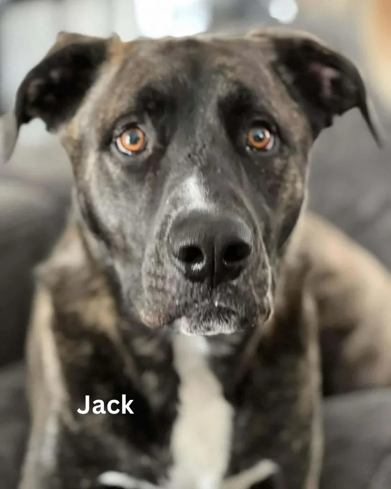 An adult large-sized male Mixed Breed dog named Jack for adoption in Berwick, ME