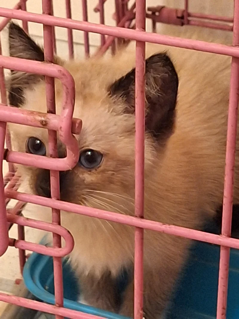 A baby small-sized male Domestic Short Hair cat named Jess for adoption in Randolph, AL