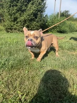 An adult large-sized male Pit Bull Terrier dog named Chunky Monkey for adoption in Columbus, IN