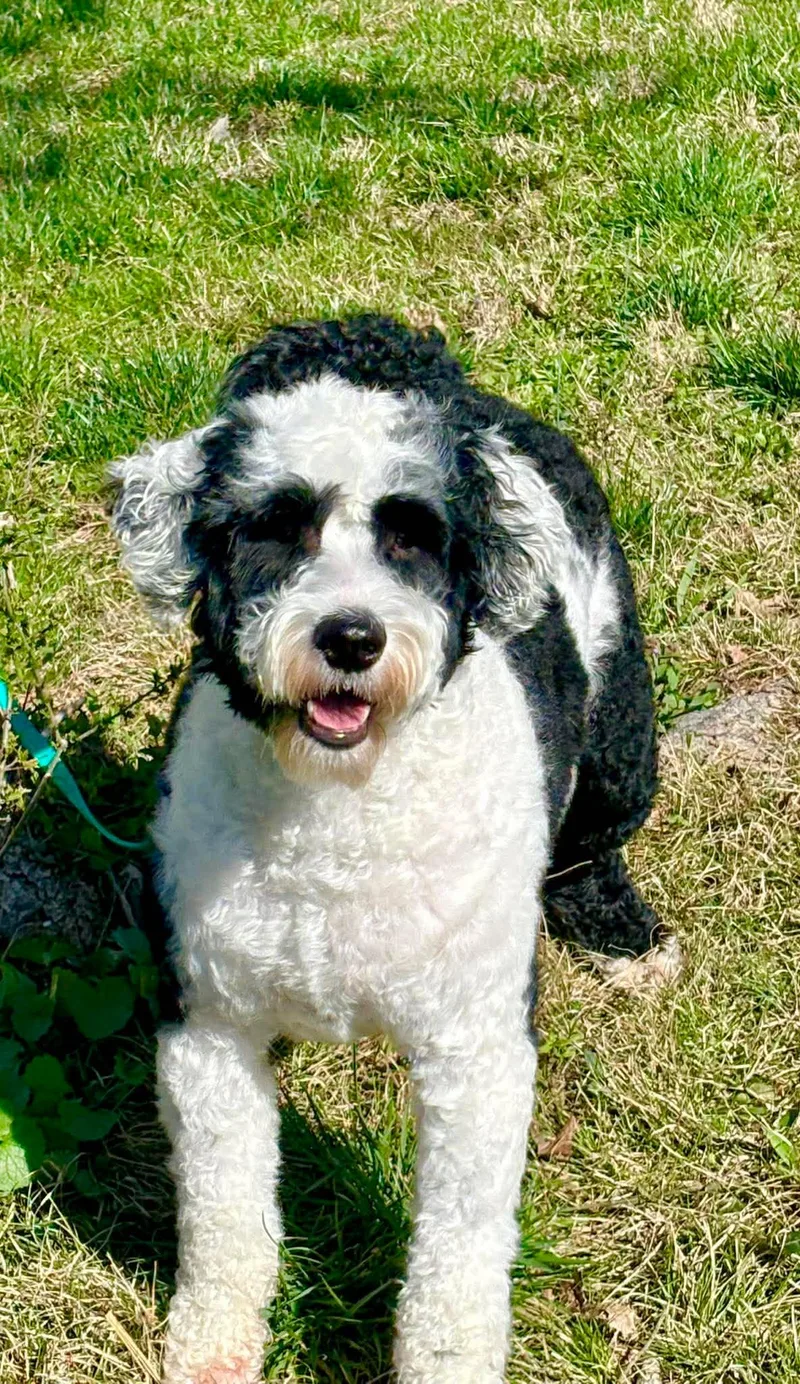 A young medium-sized male Black Portuguese Water Dog dog named Ziggy for adoption in Lexington, KY