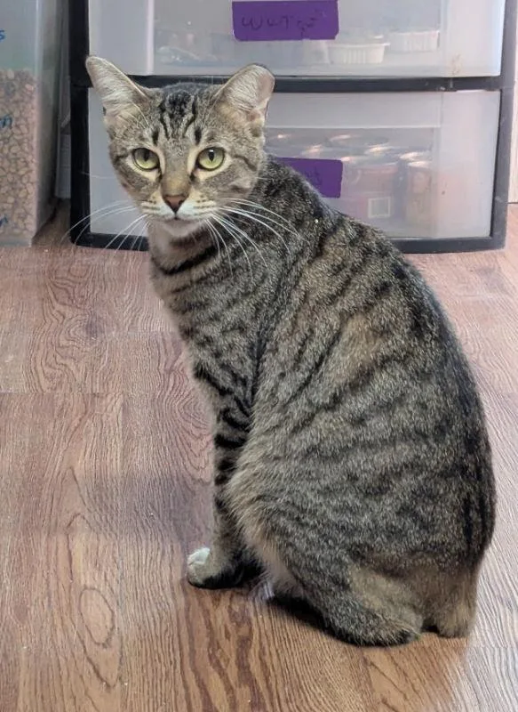 Funkmaster Flex thumbnail 3