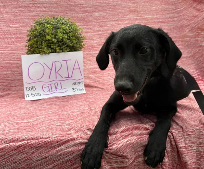 Oyria