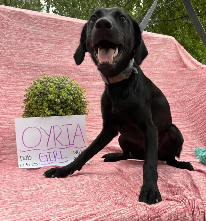 Oyria thumbnail 2