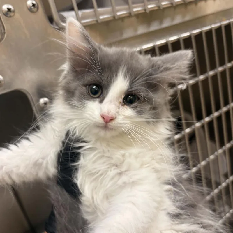 A baby small-sized female Black Domestic Short Hair cat named Axiom for adoption in Winston Salem, NC