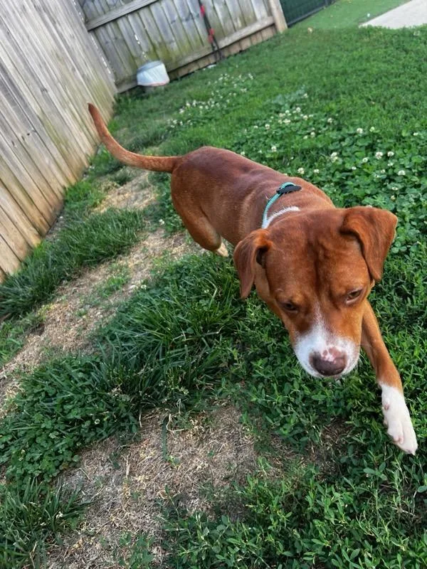 A young small-sized male Golden Beagle dog named Bingo for adoption in Lexington, KY