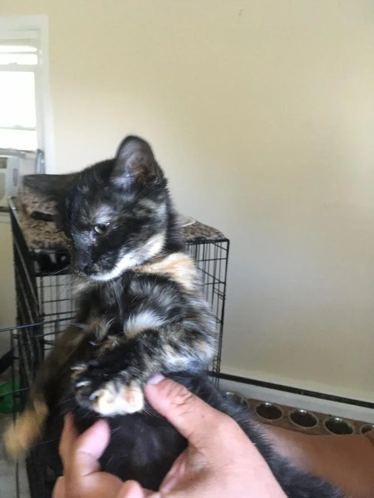 A baby small-sized female Domestic Short Hair cat named Hattie for adoption in Jersey City, NJ