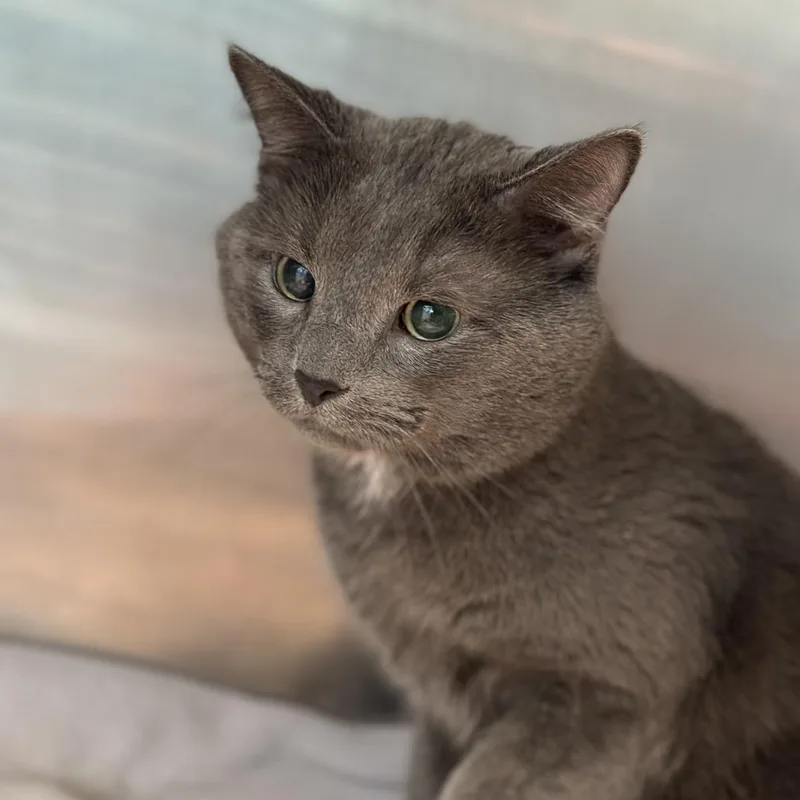 An adult large-sized male Gray / Blue / Silver Domestic Short Hair cat named Popeye for adoption in Matteson, IL