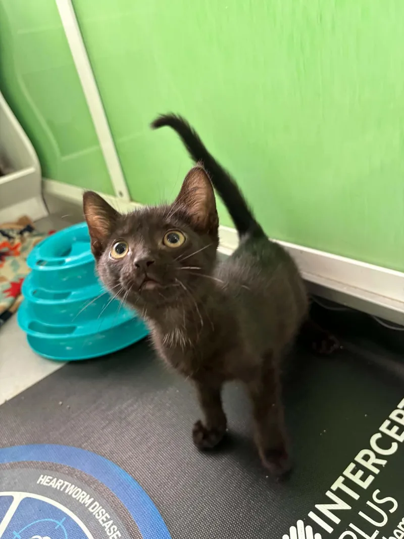 A baby medium-sized male Black American Shorthair cat named Elias for adoption in Barboursville, WV