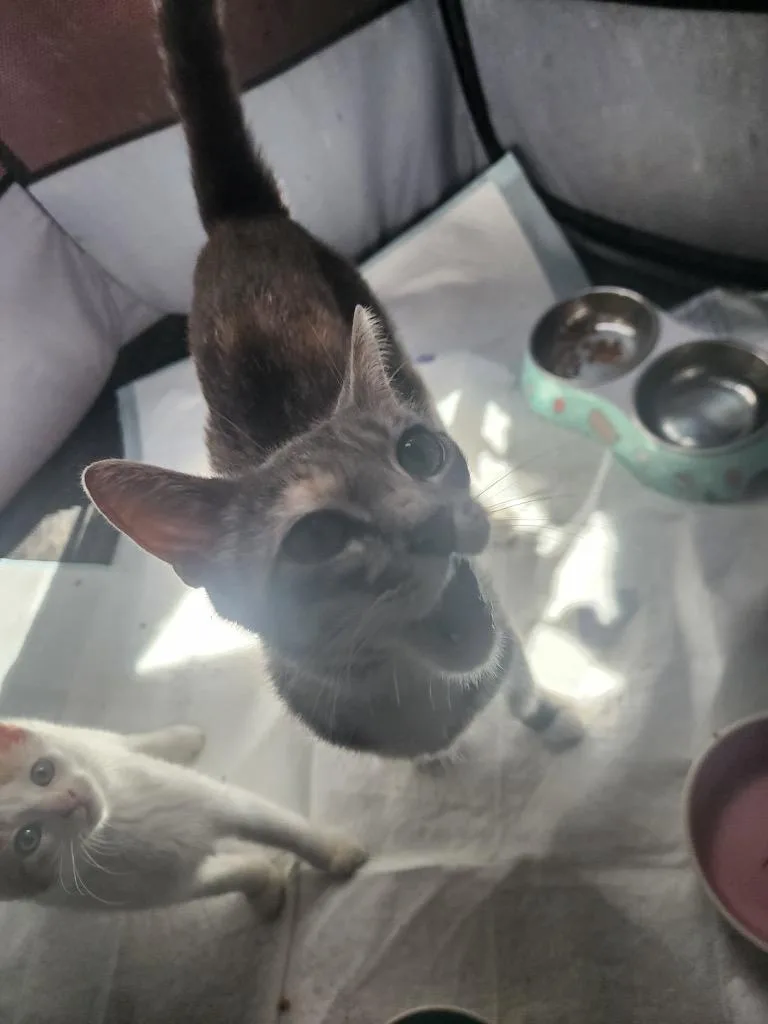 A young small-sized female American Shorthair cat named Eleanor for adoption in Hagaman, NY