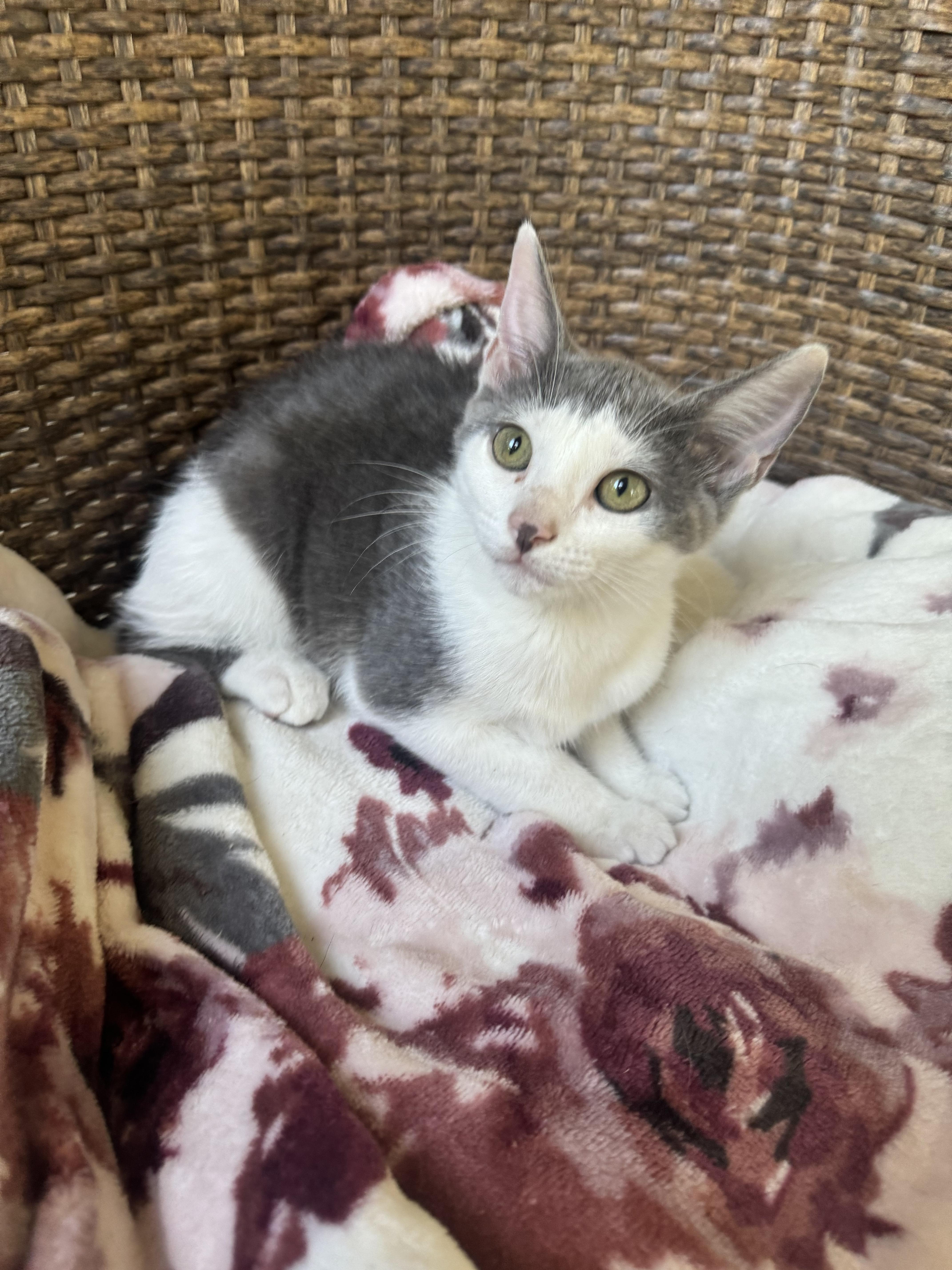 A young small-sized female Domestic Short Hair cat named Bonnie for adoption in Columbus, GA