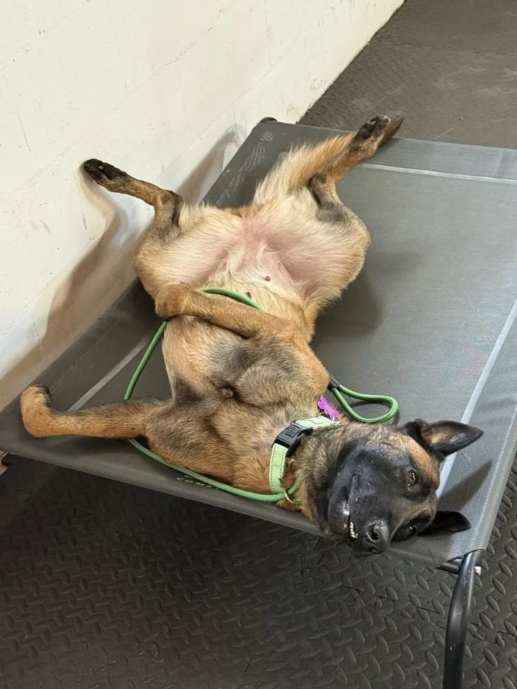 An adult large-sized female Belgian Shepherd / Malinois dog named Moon located in for adoption in Imlay City, MI