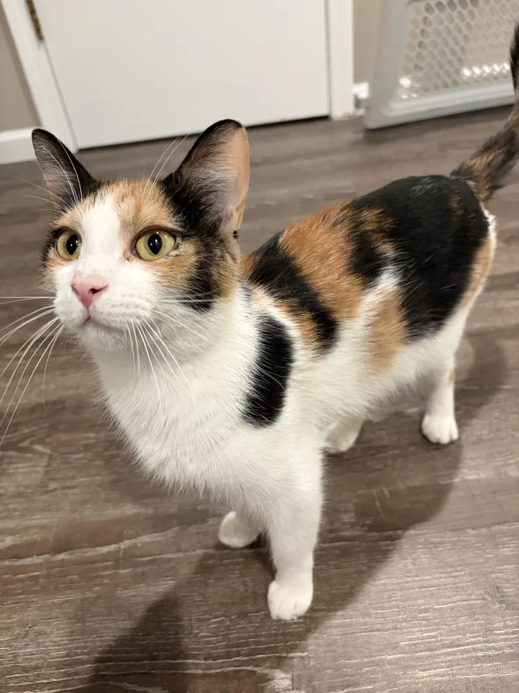 A young small-sized female Domestic Short Hair cat named Vinny for adoption in Wheaton, IL