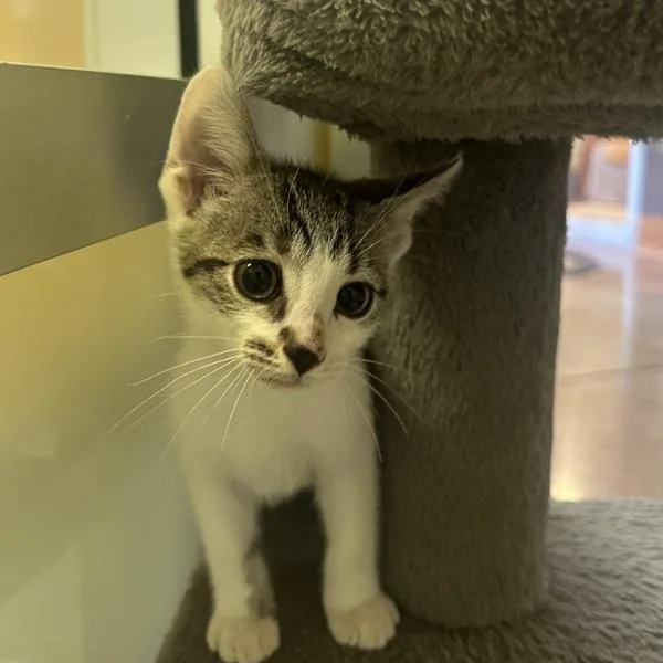 A baby small-sized male Domestic Short Hair cat named Halos for adoption in Walnut Creek, CA