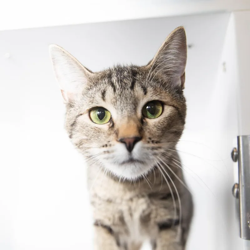 Dolly Pawton thumbnail 2