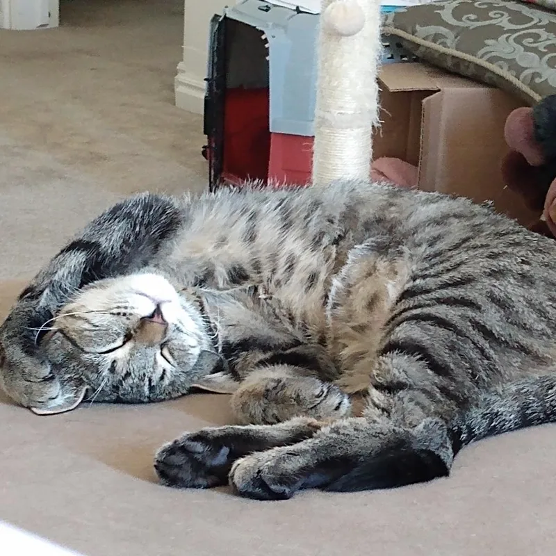 Dolly Pawton thumbnail 5