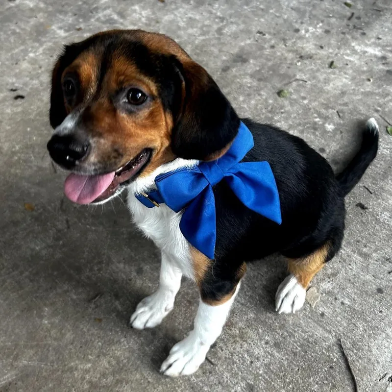 A young medium-sized male Black Beagle dog named Wemby for adoption in Austin, TX
