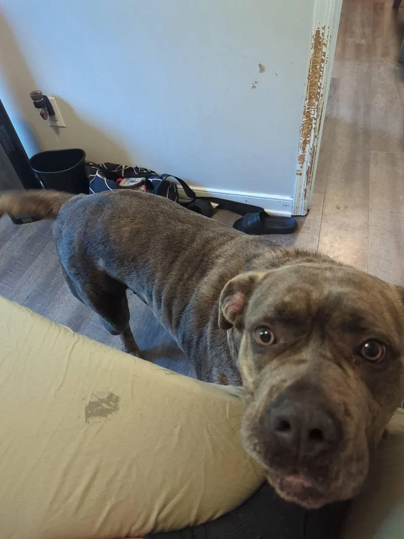 An adult large-sized female Brindle Cane Corso dog named Siren for adoption in Goochland, VA