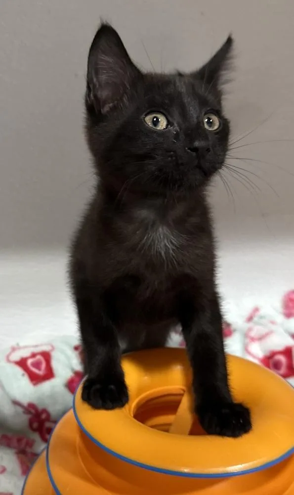 A baby small-sized male Black Domestic Short Hair cat named Gilly for adoption in Jackson, GA